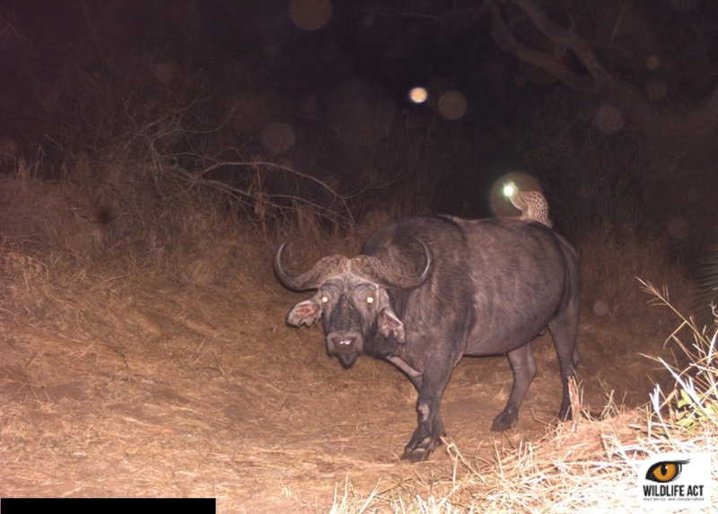 Illustration for article titled Oh nothing, just a genet riding a buffalo